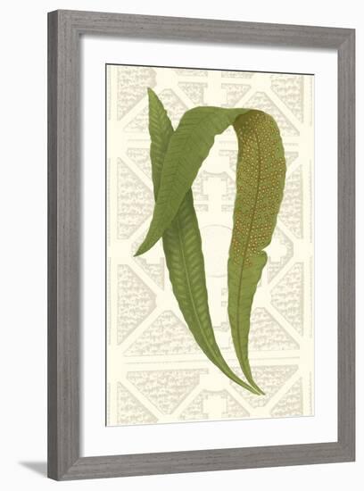 Garden Ferns IV-Vision Studio-Framed Art Print