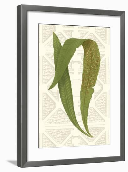 Garden Ferns IV-Vision Studio-Framed Art Print