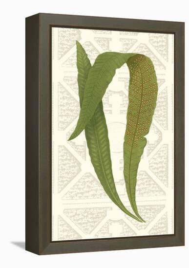 Garden Ferns IV-Vision Studio-Framed Stretched Canvas