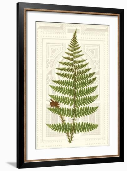 Garden Ferns V-Vision Studio-Framed Art Print