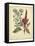 Garden Flora I-Sydenham Edwards-Framed Stretched Canvas