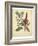 Garden Flora I-Sydenham Edwards-Framed Art Print