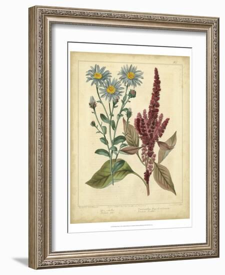 Garden Flora I-Sydenham Edwards-Framed Art Print