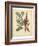 Garden Flora I-Sydenham Edwards-Framed Art Print