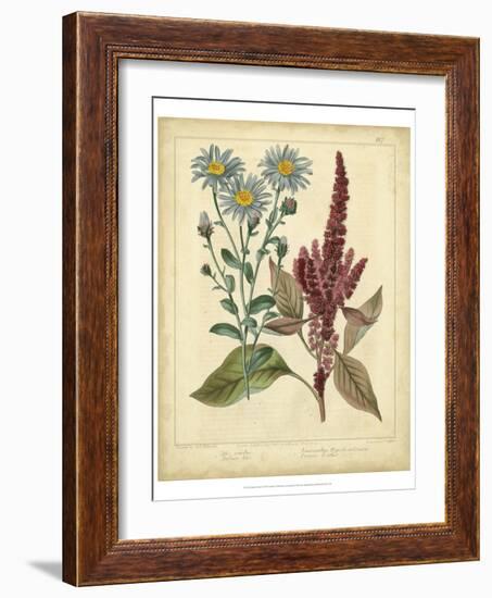 Garden Flora I-Sydenham Edwards-Framed Art Print