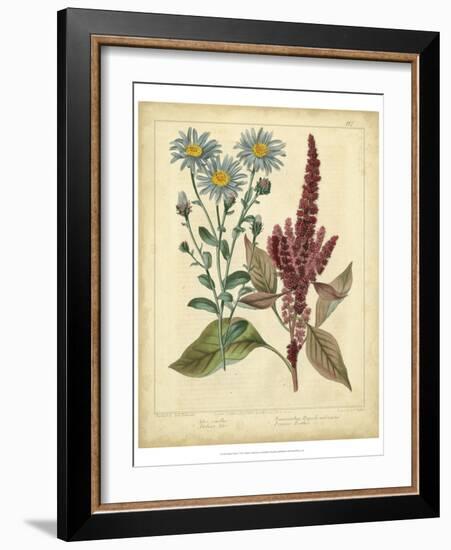 Garden Flora I-Sydenham Edwards-Framed Art Print