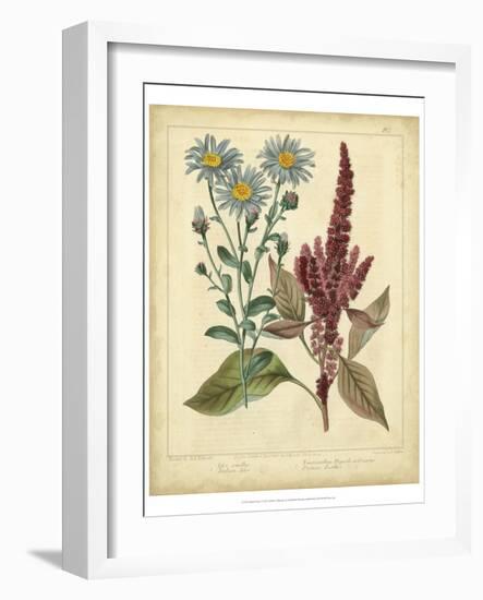 Garden Flora I-Sydenham Edwards-Framed Art Print