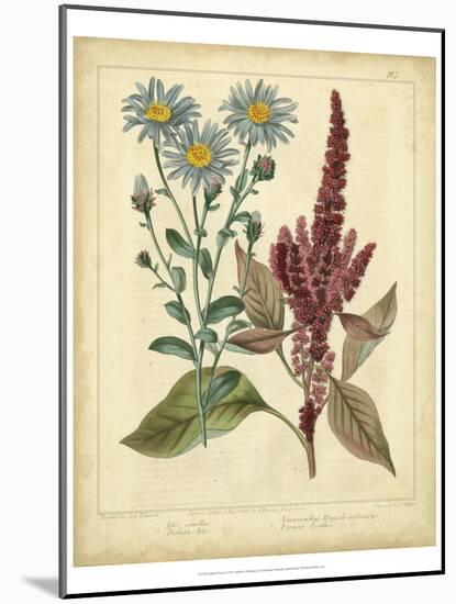 Garden Flora I-Sydenham Edwards-Mounted Art Print