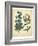 Garden Flora II-Sydenham Edwards-Framed Art Print