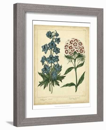 Garden Flora II-Sydenham Edwards-Framed Art Print