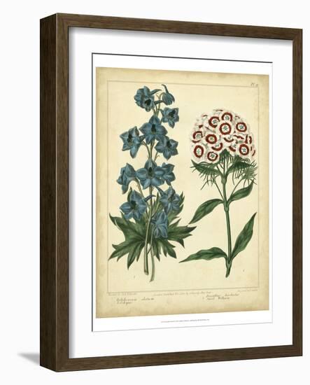 Garden Flora II-Sydenham Edwards-Framed Art Print
