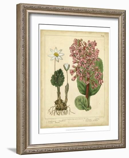 Garden Flora III-Sydenham Edwards-Framed Art Print