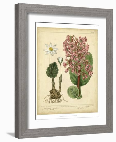 Garden Flora III-Sydenham Edwards-Framed Art Print