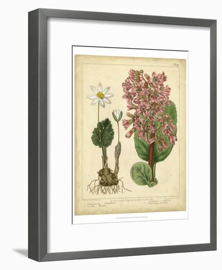 Garden Flora III-Sydenham Edwards-Framed Art Print