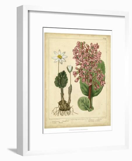 Garden Flora III-Sydenham Edwards-Framed Art Print