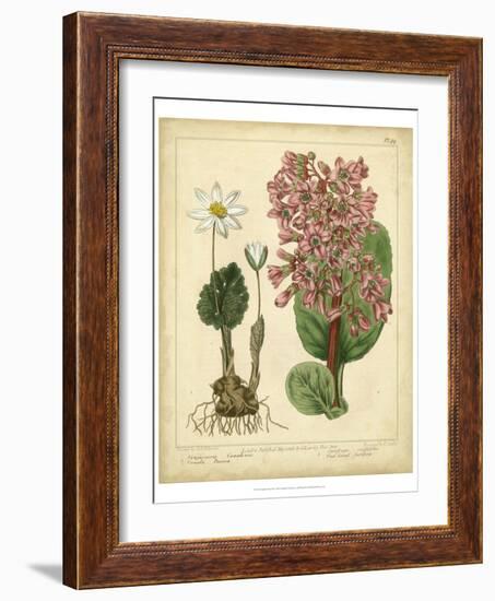 Garden Flora III-Sydenham Edwards-Framed Art Print