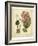 Garden Flora III-Sydenham Edwards-Framed Art Print