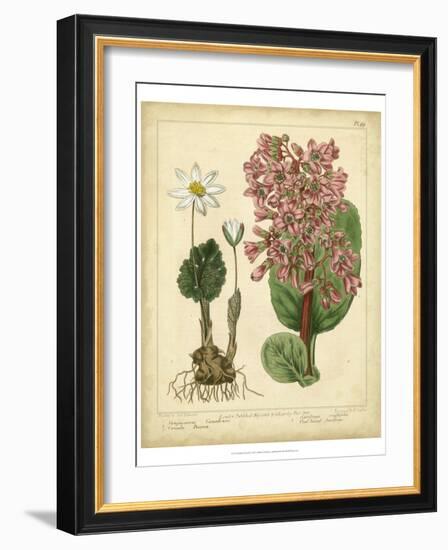 Garden Flora III-Sydenham Edwards-Framed Art Print