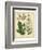 Garden Flora IV-Sydenham Edwards-Framed Premium Giclee Print