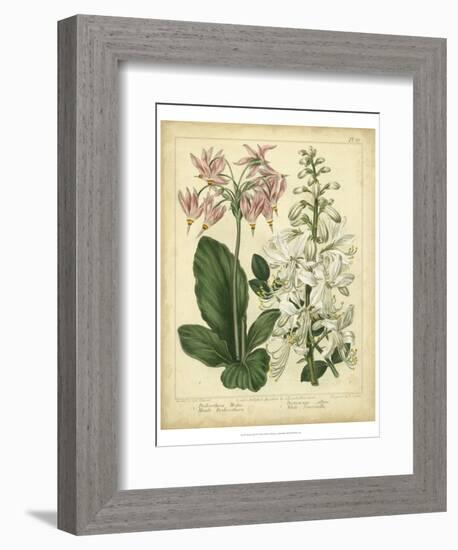 Garden Flora IV-Sydenham Edwards-Framed Premium Giclee Print