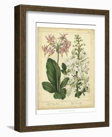 Garden Flora IV-Sydenham Edwards-Framed Premium Giclee Print