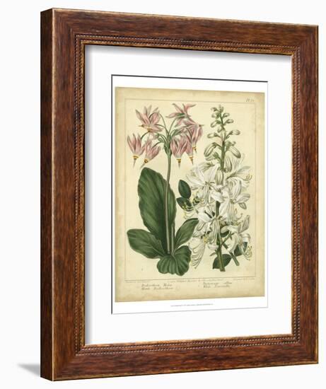 Garden Flora IV-Sydenham Edwards-Framed Premium Giclee Print