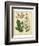 Garden Flora IV-Sydenham Edwards-Framed Premium Giclee Print