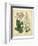 Garden Flora IV-Sydenham Edwards-Framed Premium Giclee Print