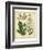 Garden Flora IV-Sydenham Edwards-Framed Premium Giclee Print