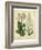 Garden Flora IV-Sydenham Edwards-Framed Art Print