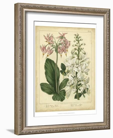 Garden Flora IV-Sydenham Edwards-Framed Art Print