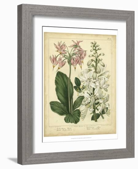 Garden Flora IV-Sydenham Edwards-Framed Art Print