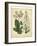 Garden Flora IV-Sydenham Edwards-Framed Art Print