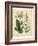 Garden Flora IV-Sydenham Edwards-Framed Art Print