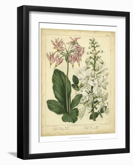 Garden Flora IV-Sydenham Edwards-Framed Art Print