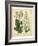 Garden Flora IV-Sydenham Edwards-Framed Art Print