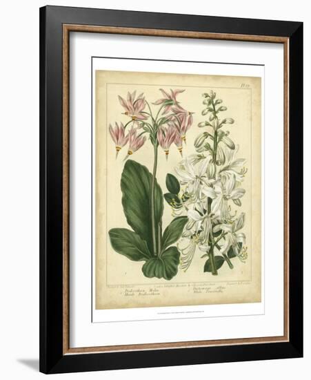 Garden Flora IV-Sydenham Edwards-Framed Art Print