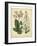 Garden Flora IV-Sydenham Edwards-Framed Art Print