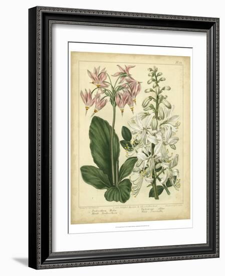 Garden Flora IV-Sydenham Edwards-Framed Art Print