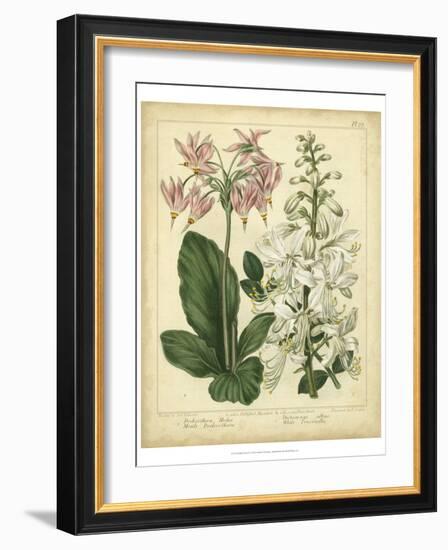 Garden Flora IV-Sydenham Edwards-Framed Art Print