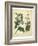 Garden Flora V-Sydenham Edwards-Framed Art Print