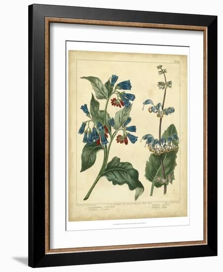 Garden Flora V-Sydenham Edwards-Framed Art Print