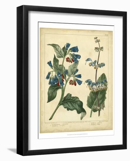 Garden Flora V-Sydenham Edwards-Framed Art Print