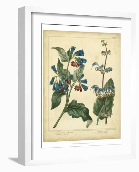 Garden Flora V-Sydenham Edwards-Framed Art Print