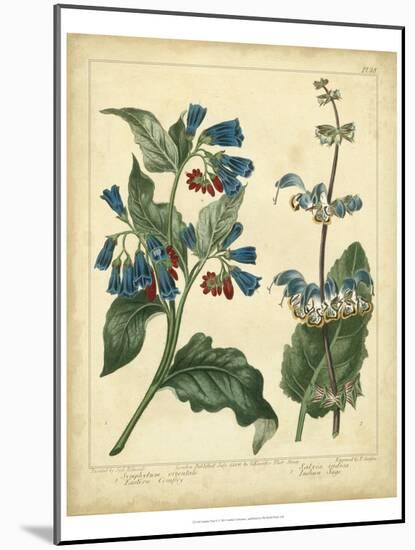 Garden Flora V-Sydenham Edwards-Mounted Art Print
