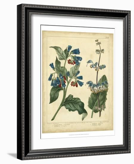 Garden Flora V-Sydenham Edwards-Framed Art Print