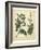 Garden Flora V-Sydenham Edwards-Framed Art Print