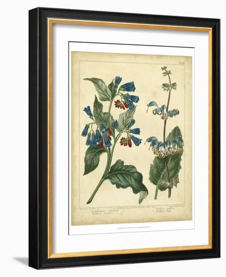 Garden Flora V-Sydenham Edwards-Framed Art Print