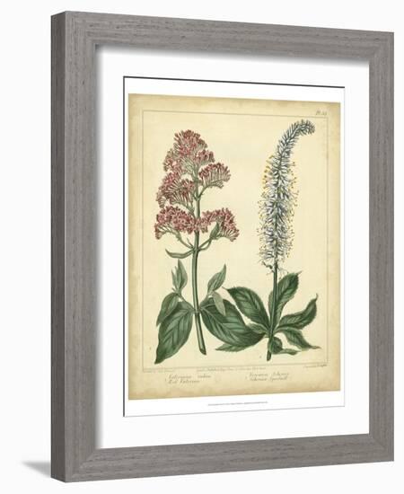 Garden Flora VI-Sydenham Edwards-Framed Art Print