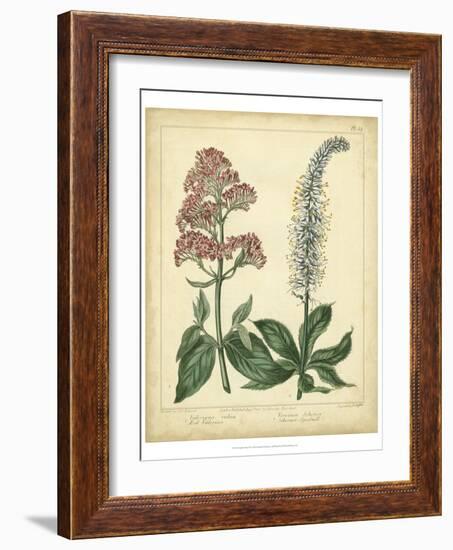 Garden Flora VI-Sydenham Edwards-Framed Art Print